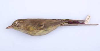 Media type: image;   Ornithology 294380